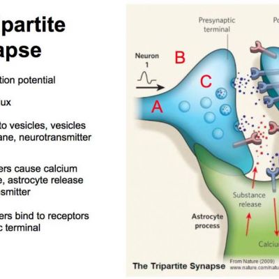 Astrocytes and the Tripartite Synapse